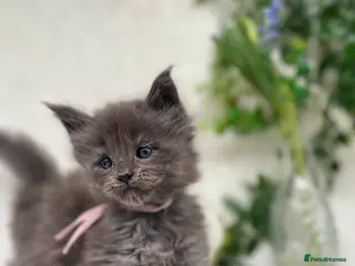 Maine Coon cats Stunning Tica Maine Coon kittens - Advert 3