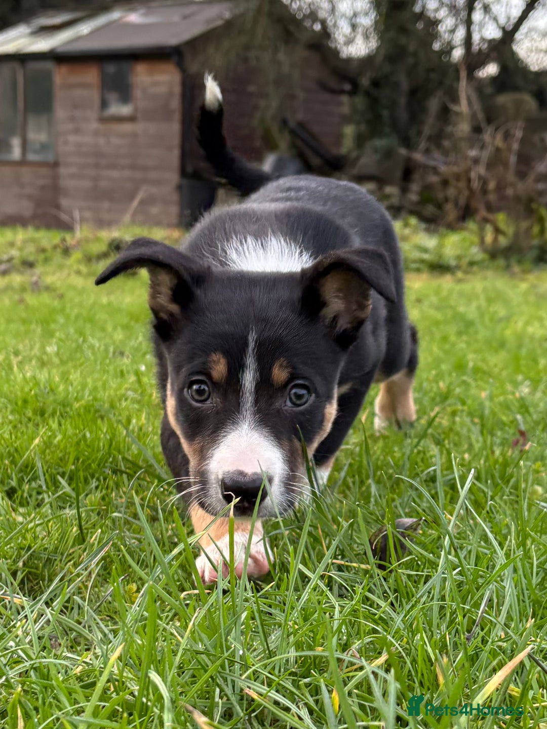 Border Collie dogs for sale: 🖤🤎2 Tri colour collies! 🖤🤎 - Advert 3