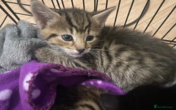 Bengal cats for sale: Litter of five stunning bengal/tabby mix kittens  - Image 24