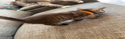 Maine Coon cats for sale: mainecoon kittens  - Advert 5
