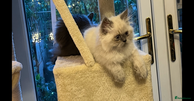 Persian cats - Advert 3