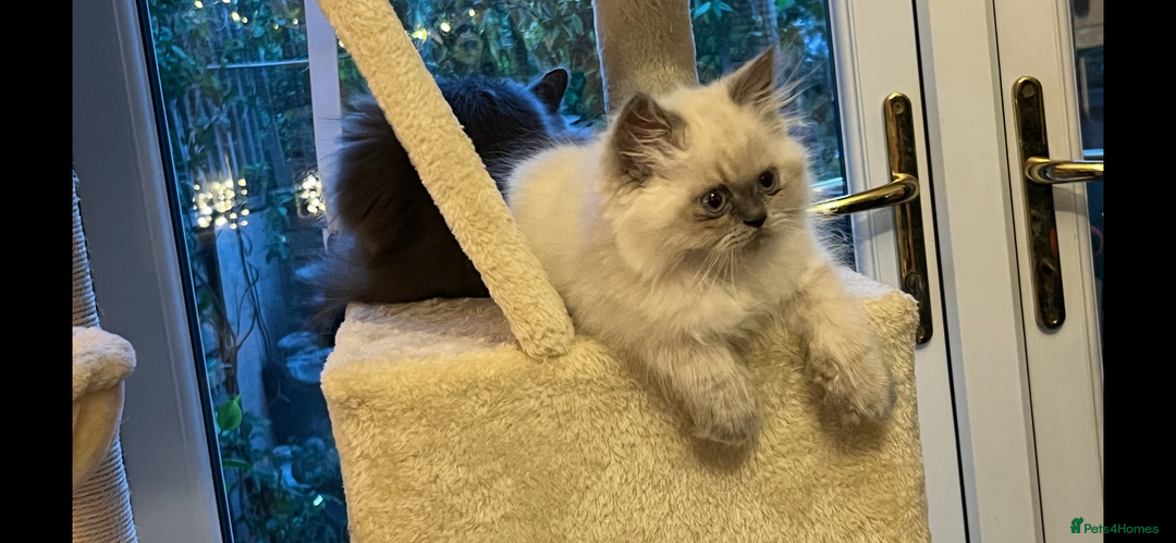 Persian cats for sale: Ready Now 2 Boys/1 Girl Persian Fluff Monsters - Image 2