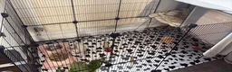 Mini Lion Lop rabbits for sale: beautiful male mini lop x lion head for sale  in Chorley - Advert 6