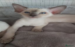 Oriental cats for sale: Full Pedigree Oriental 6 Kittens XL size ears GCCF - Image 6