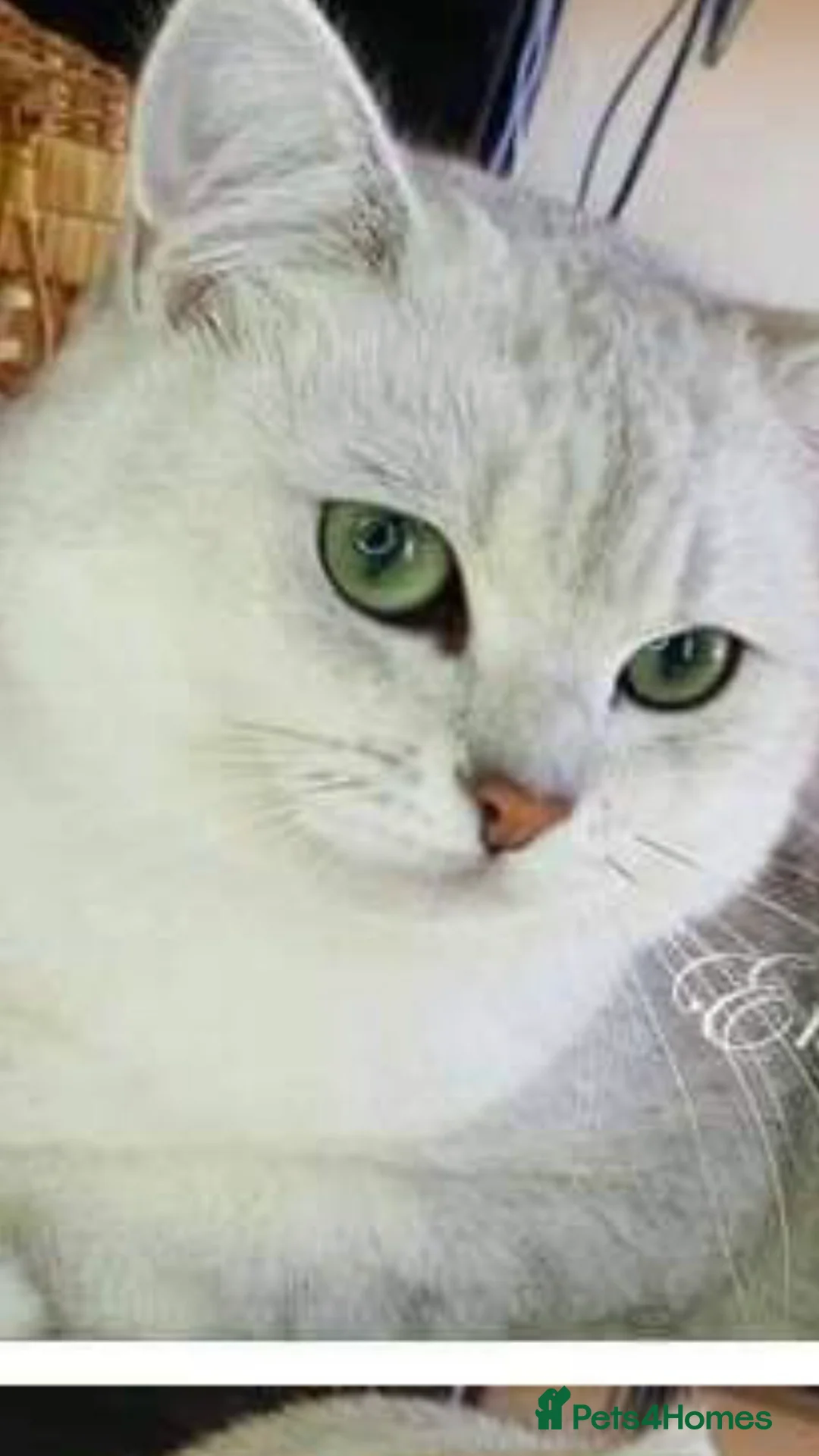 British Shorthair cats for stud: 🐾 British Shorthair Silver Shaded Stud 🐾 in Basildon - Advert 10