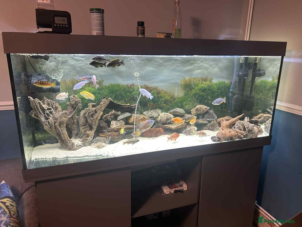 Cichlids fish - Advert 20