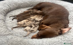 Miniature Dachshund dogs for sale: Smooth Miniature Dachshund Puppies  - Image 7