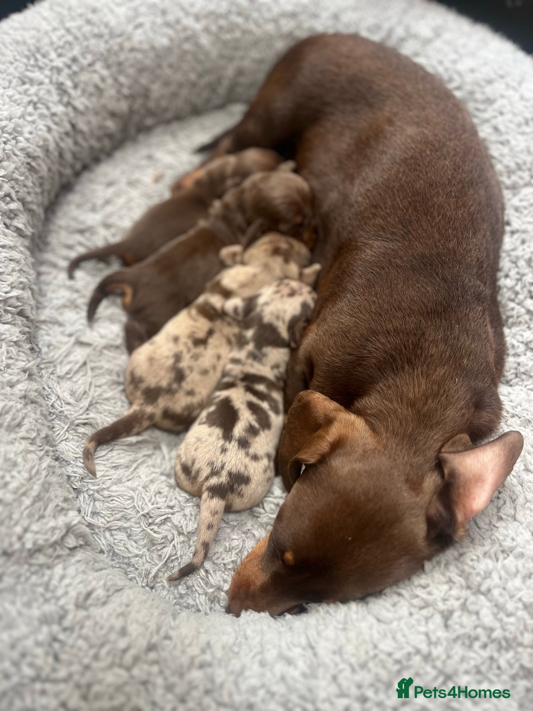 Miniature Dachshund dogs for sale: Smooth Miniature Dachshund Puppies  - Image 7