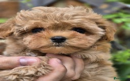 Maltipoo dogs for sale: Amazing TeddyBear Asian Korean Maltipoo puppies - Image 28