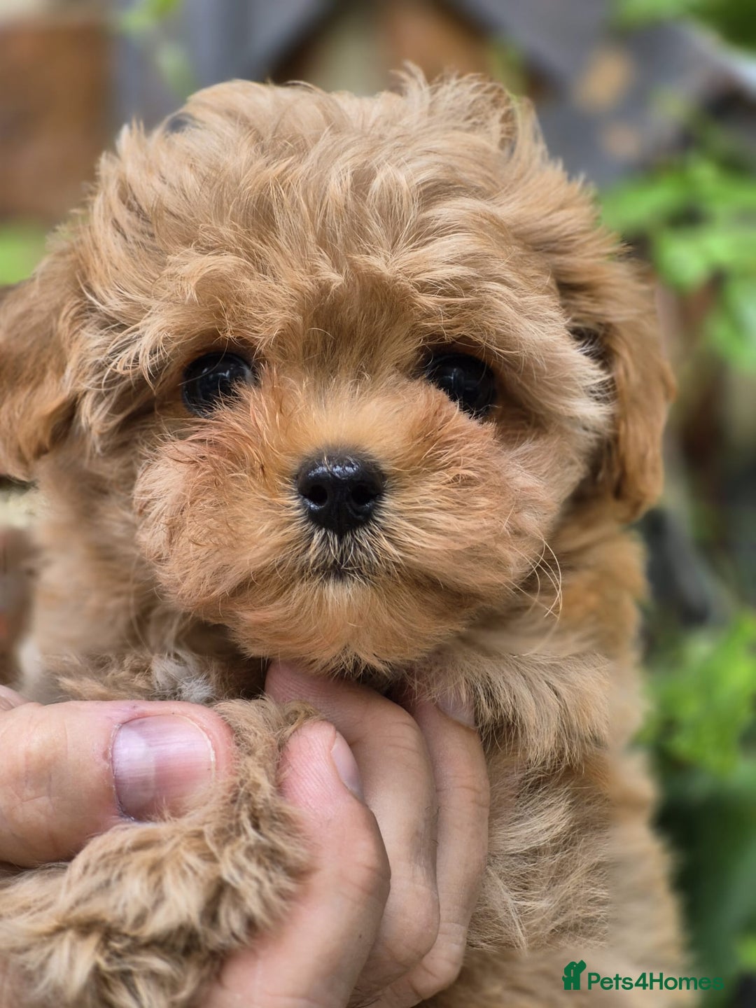 Maltipoo dogs for sale: Amazing TeddyBear Asian Korean Maltipoo puppies - Image 28