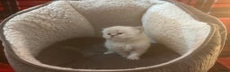 Persian cats for sale: 4 ADORABLE LITTLE CUTIE PIES, (READY 9TH JAN)  - Advert 19