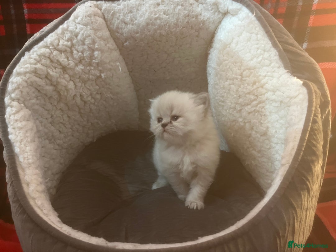 Persian cats for sale: 4 ADORABLE LITTLE CUTIE PIES, (READY 9TH JAN)  - Advert 19
