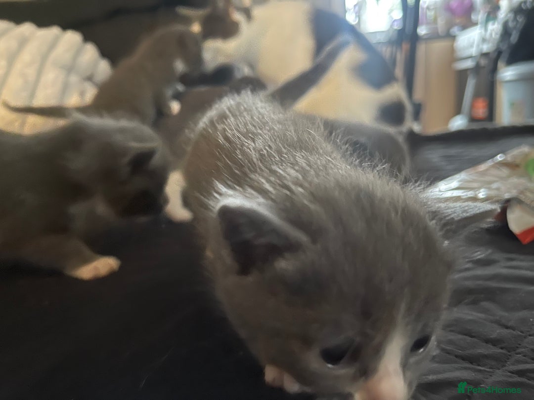 Mixed Breed cats for sale: 4 grey kittens - Advert 13