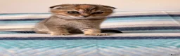 Scottish Fold cats for sale: Beautiful pedigree Scottish fold kittens - Advert 9