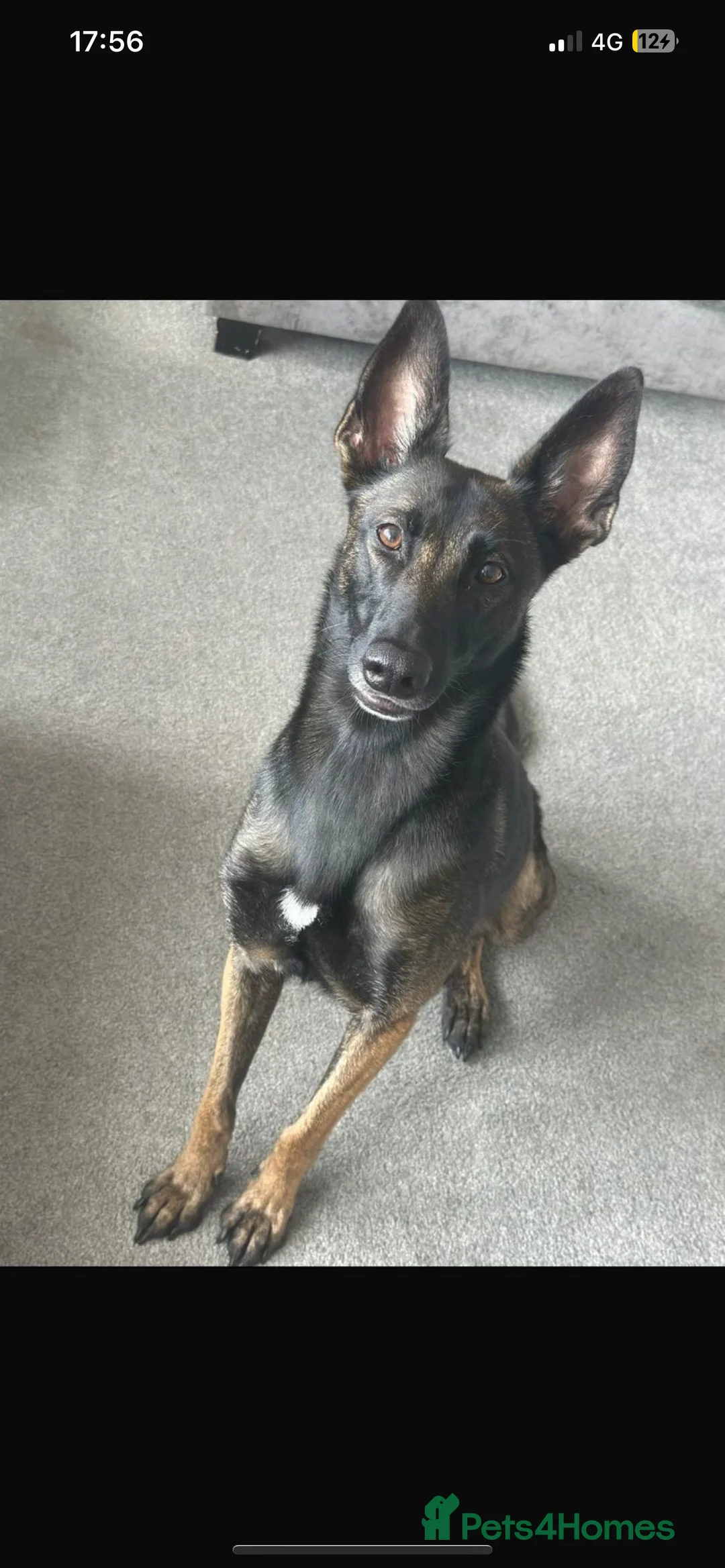 Belgian Shepherd Dog dogs for sale: Belgian malinois puppies  - Advert 4