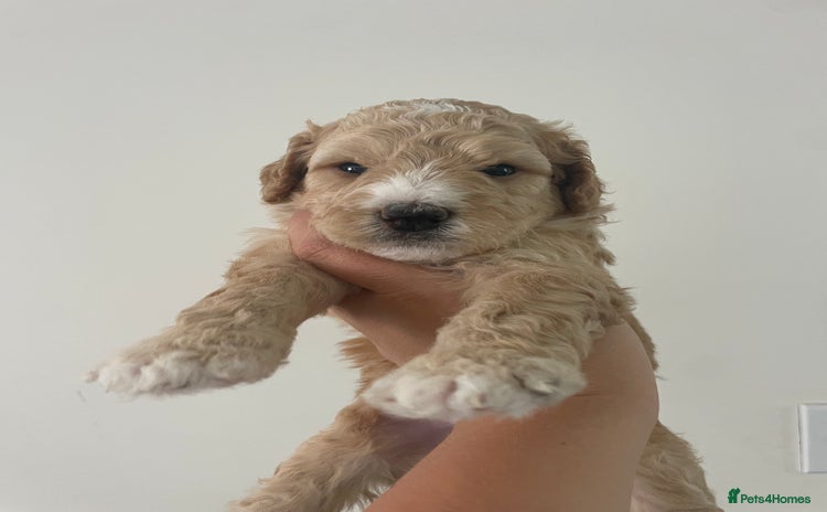Australian Labradoodle dogs - Advert 2
