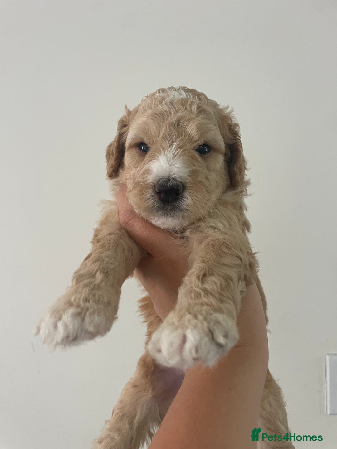 Australian Labradoodle dogs for sale: Australian Labradoodle Puppies – Ready Now🐶 - Image 2