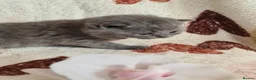 British Shorthair cats for sale:  ** 🎅BritishShorthair kittens GCCF, Full vaccin.  in Mexborough - Advert 5