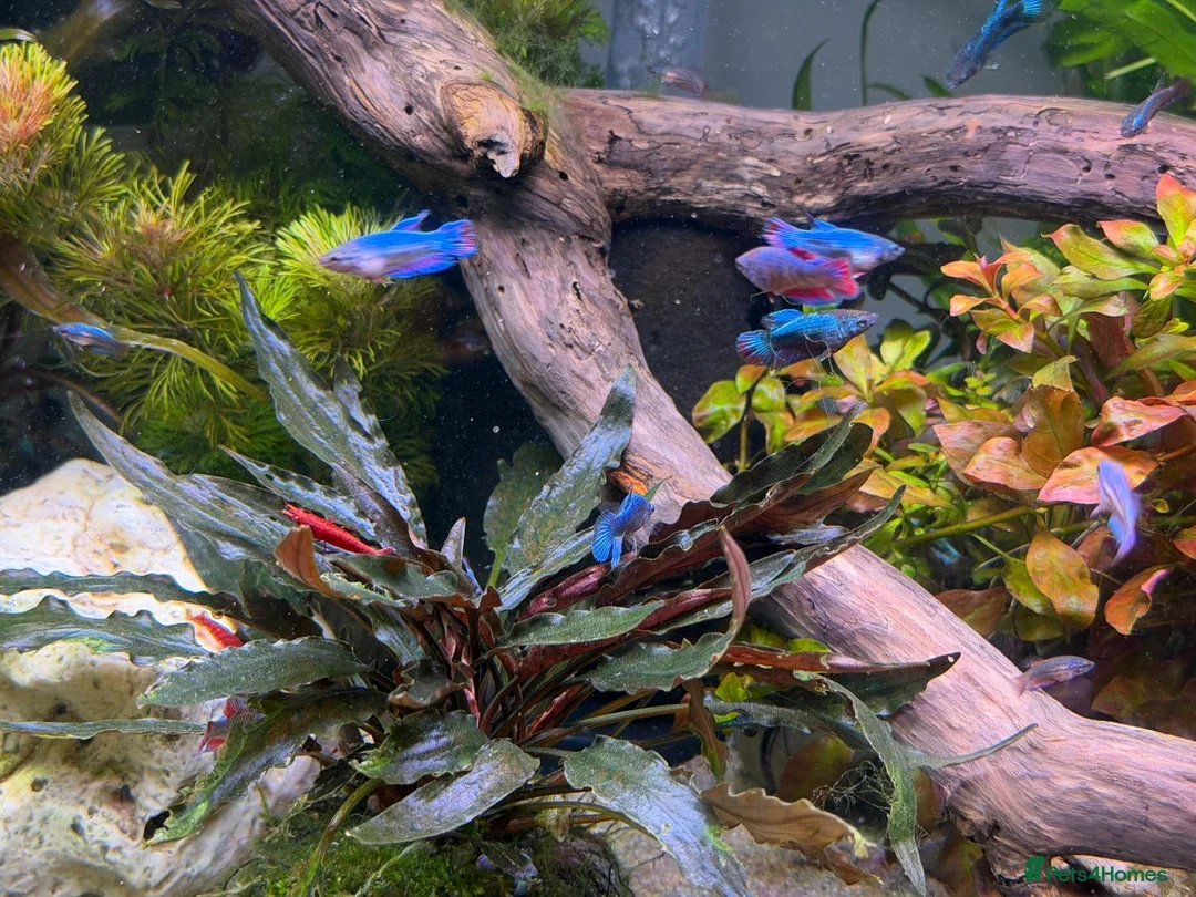 Bettas fish for sale: Plakat female koi betta fish  - Advert 1