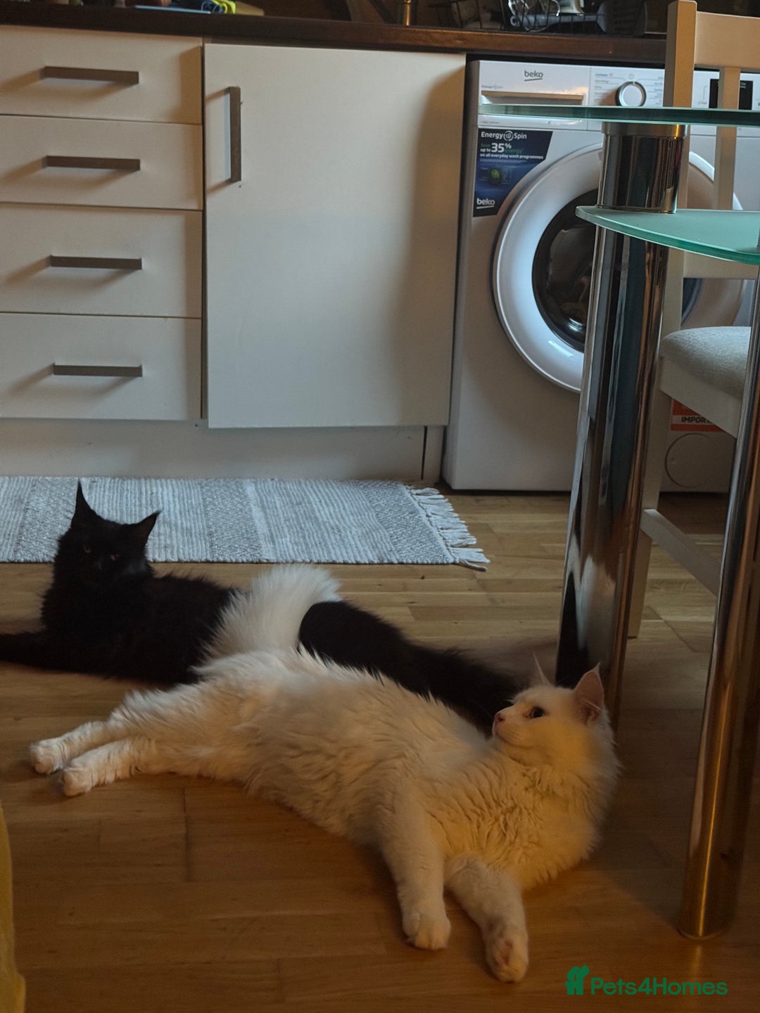 Maine Coon cats for sale: Maincoon  - Image 5
