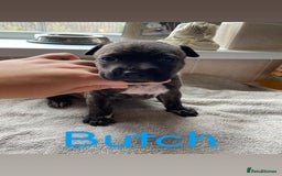 Mixed Breed dogs for sale: Gorgeous Staffordshire bull terrier pups  - Image 7