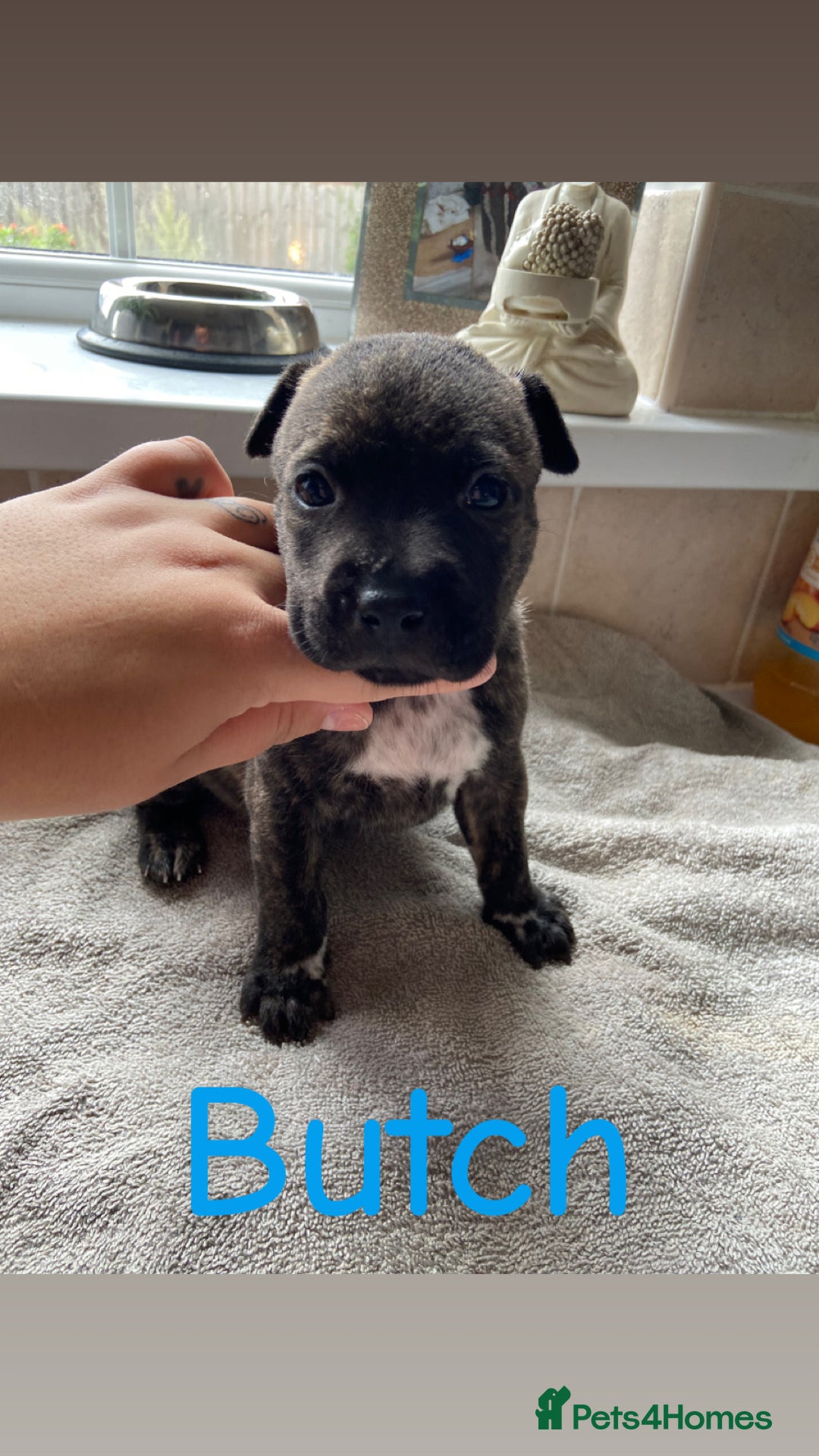 Mixed Breed dogs for sale: Gorgeous Staffordshire bull terrier pups  - Image 7