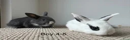 Mixed Breed rabbits for sale: Mini Dutch lops  - Advert 6
