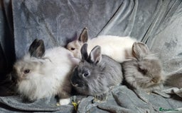 Lionhead rabbits for sale: Lovely floofy little lionheads males and females - Image 10