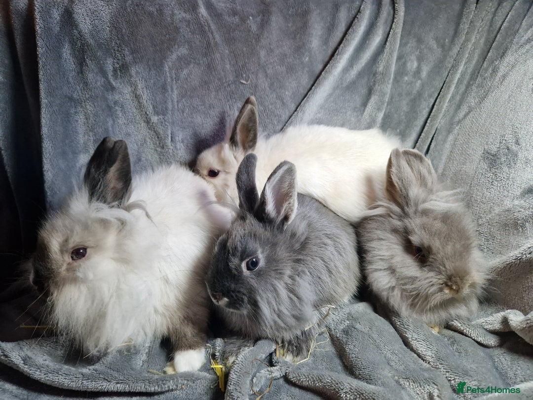 Lionhead rabbits for sale: Lovely floofy little lionheads males and females - Image 10