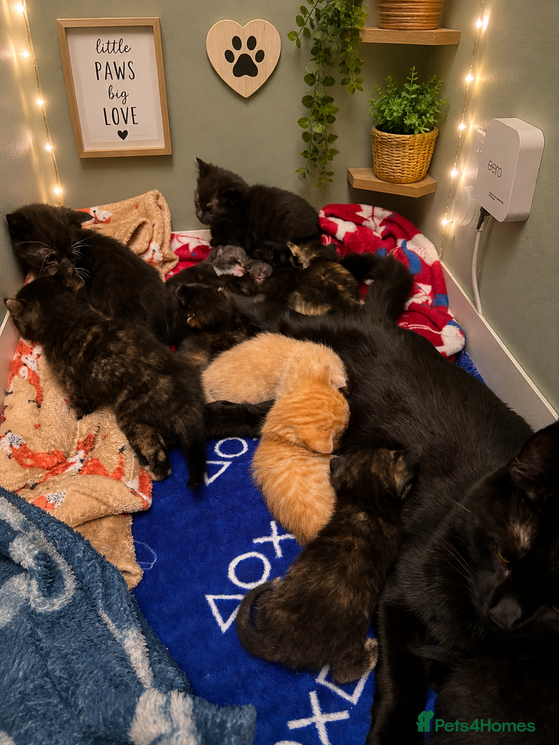 Mixed Breed cats Mixed Kittens - Advert 1