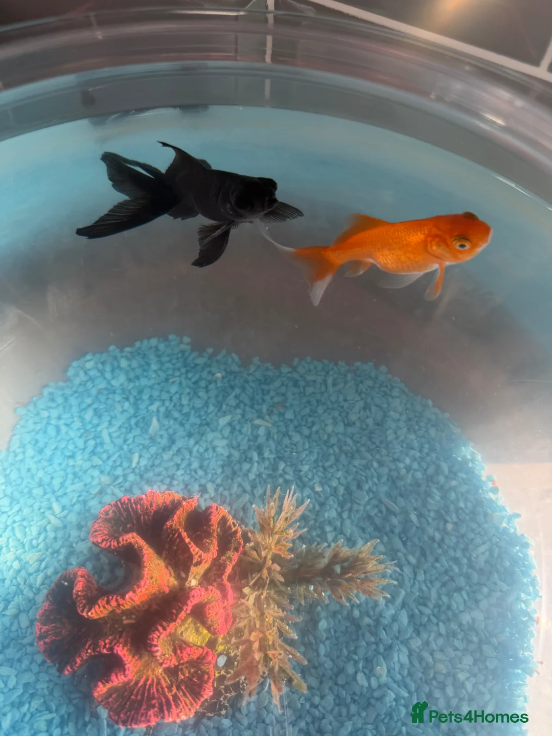 Goldfish fish for sale: Gold fish  - Advert 2