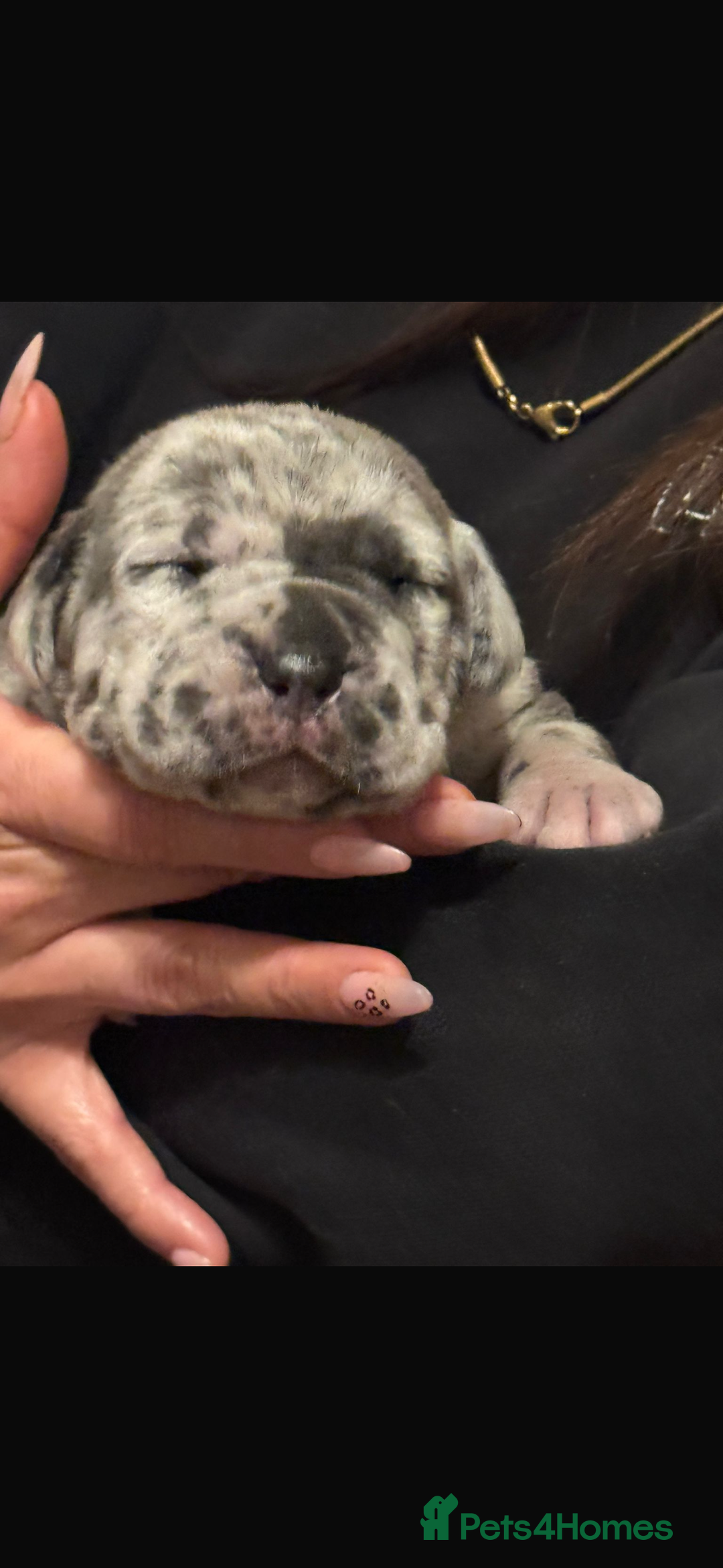 Neapolitan Mastiff dogs for sale: 💙 Neapolitan Mastiff Puppies champion bloodline💙 - Advert 20