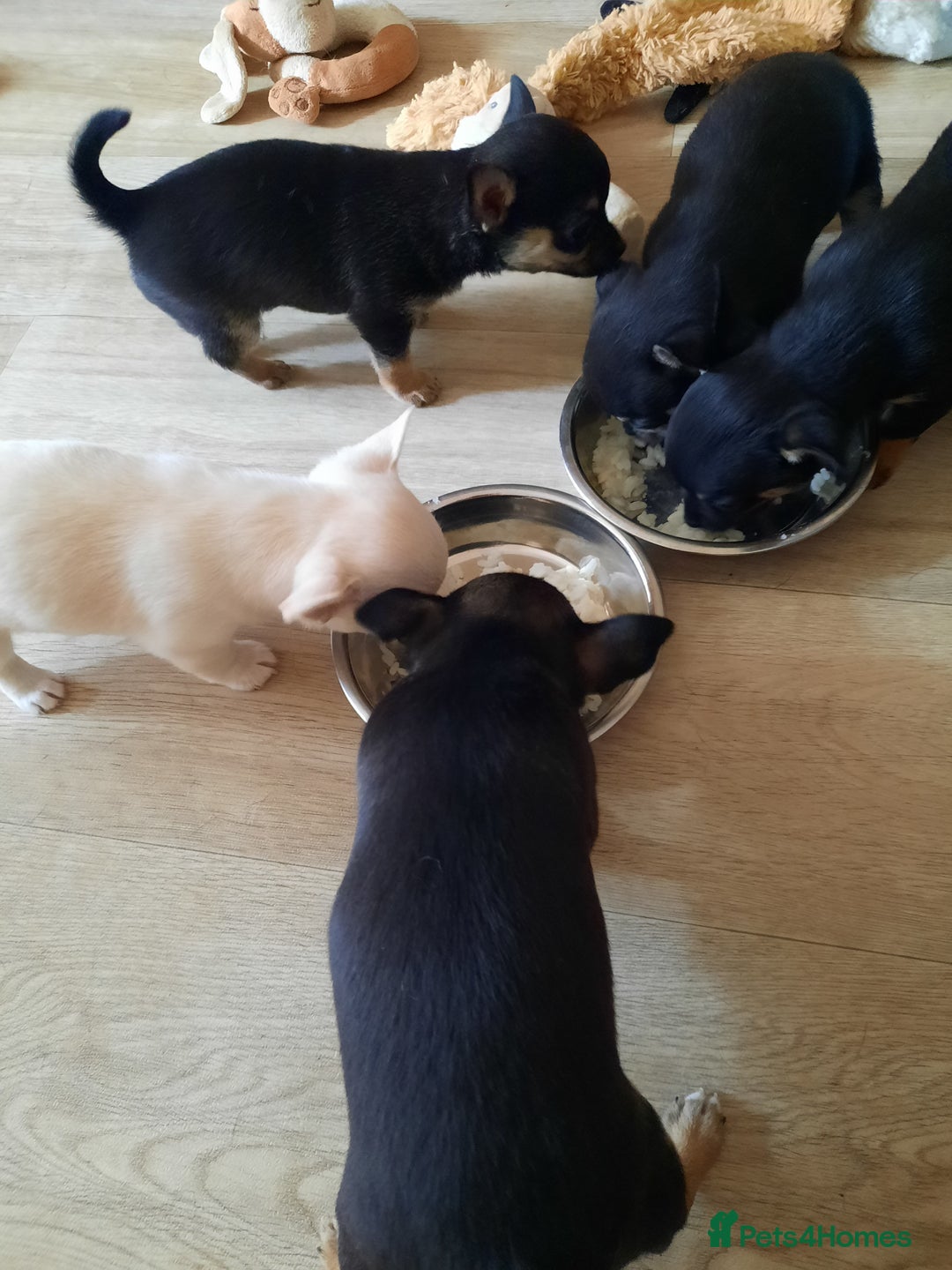 Chihuahua dogs for sale: Lovely chihuahua puppies! - Image 23