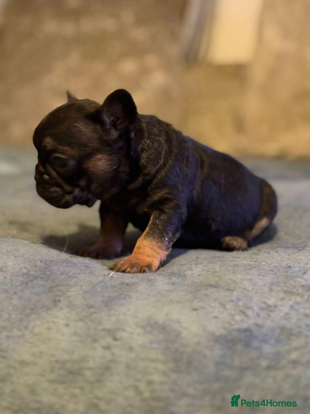 French Bulldog dogs for sale: Beautiful French bulldog  - Advert 10