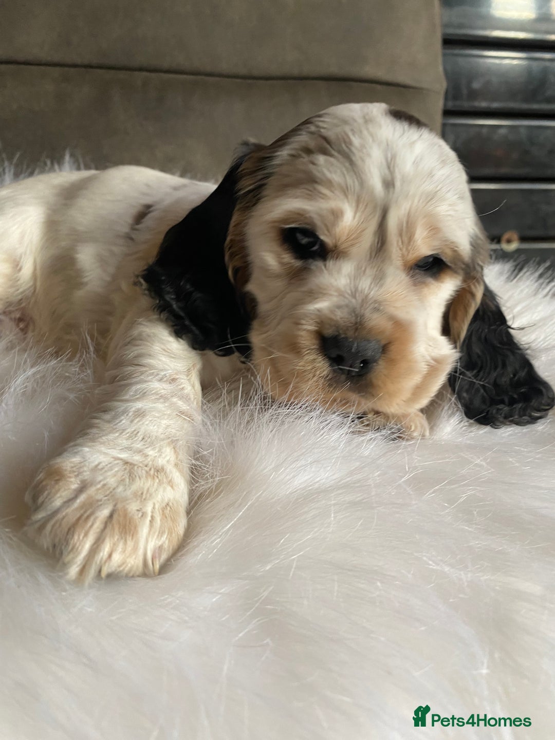 Cocker Spaniel dogs for sale: Chunky KC Cocker Spaniel puppies for sale  - Image 6