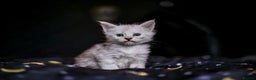 Maine Coon cats for sale: TICA PEDIGREE MAINE COON SHADED KITTENS AVAILABLE - Advert 4