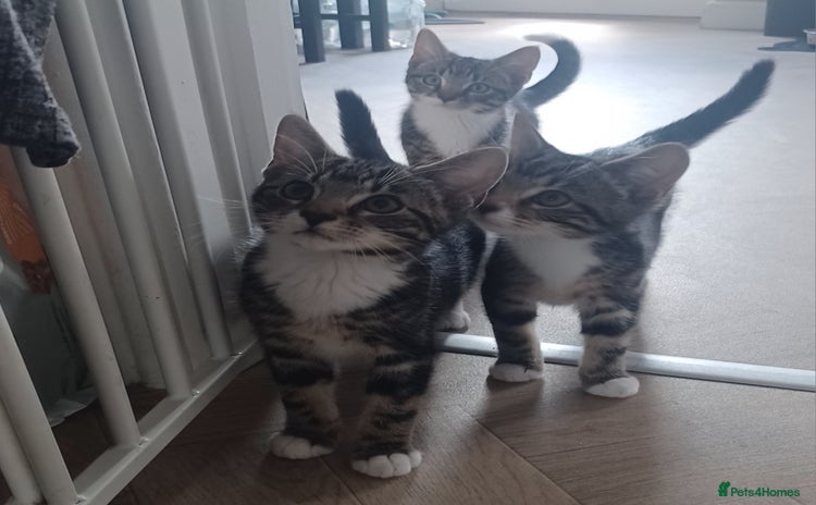 Mixed Breed cats - Advert 5