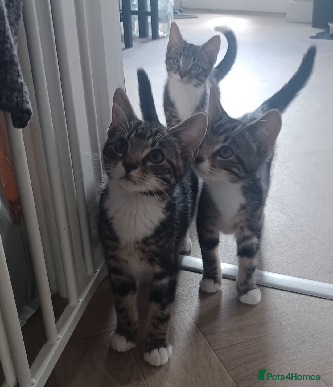 Mixed Breed cats for sale: Gorgeous Bengal x babies **READY NOW** - Image 1