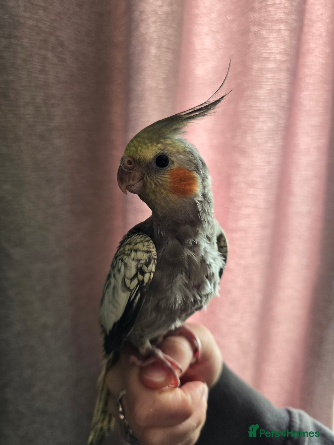 Cockatiels birds for sale: Baby cockatiel - Image 6