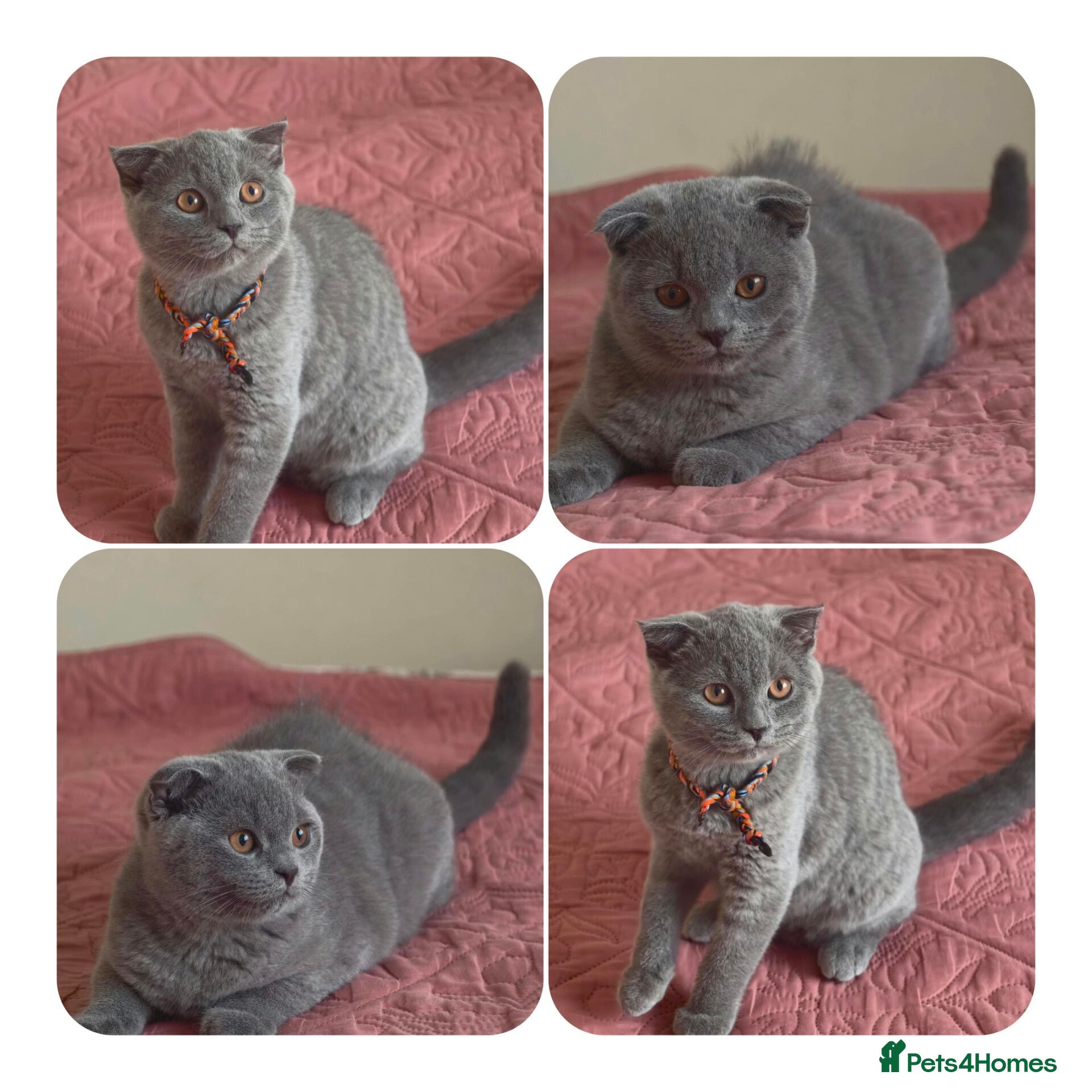 Scottish Fold cats 3 lovely Scotish Fold kittens  - Advert 18