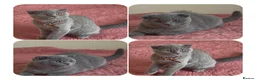 Scottish Fold cats for sale: 2 Lovely Scotish Fold Male Kittens  - Advert 2