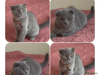 Scottish Fold cats 2 Lovely Scotish Fold Male Kittens - Advert 1