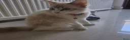 Ragdoll cats for sale: 3 Cute Ragdoll kittens - Advert 18