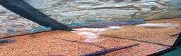 Cichlids fish for sale: plecos, electric blu Dempsey, emp snakehead,Oscars - Advert 8