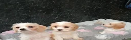 Cavapoo dogs for sale: Beautiful Cavapoo pups for sale - Advert 7