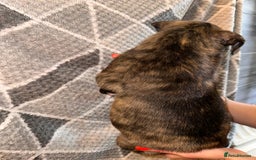 Mixed Breed dogs for sale: American bulldog X staffy 🏡 - Image 30
