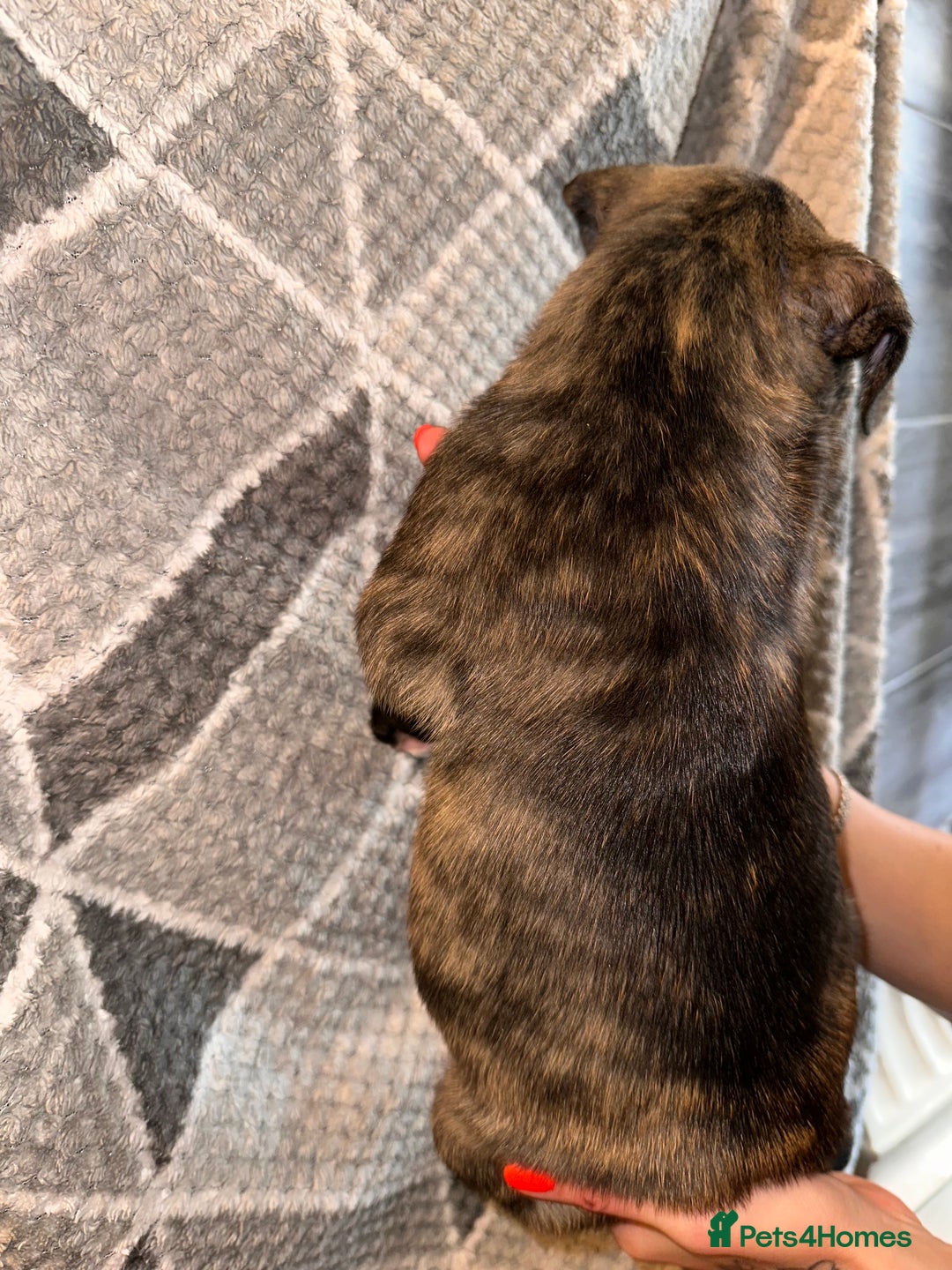 Mixed Breed dogs for sale: American bulldog X staffy 🏡 - Image 30