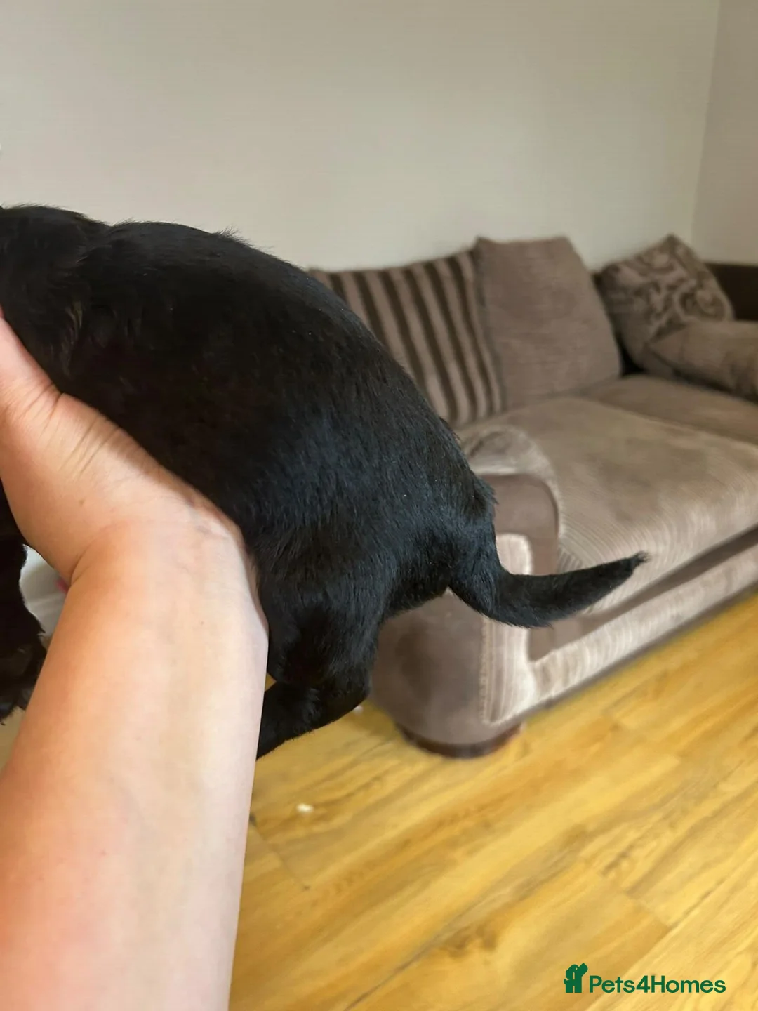 Cockapoo dogs for sale: Adorable Black Cockapoo Boy – Loving & Playful  - Advert 2