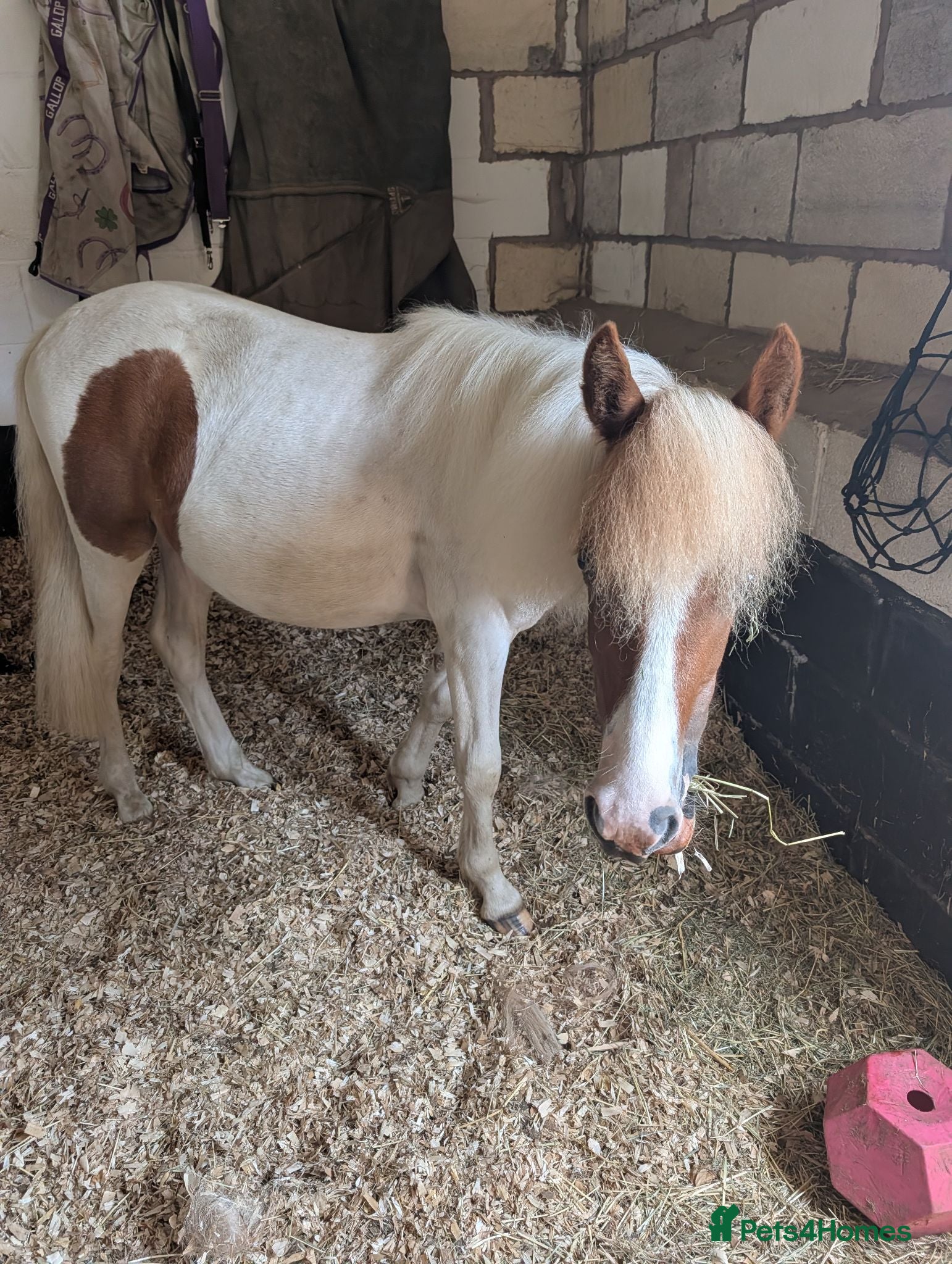 Dartmoor horses Ultimate Sweetheart – 2yo Dartmoor Hill Gelding - Advert 12