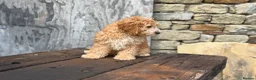 Cockapoo dogs for sale: Full Health tested Amazing obedience champion  - Advert 9